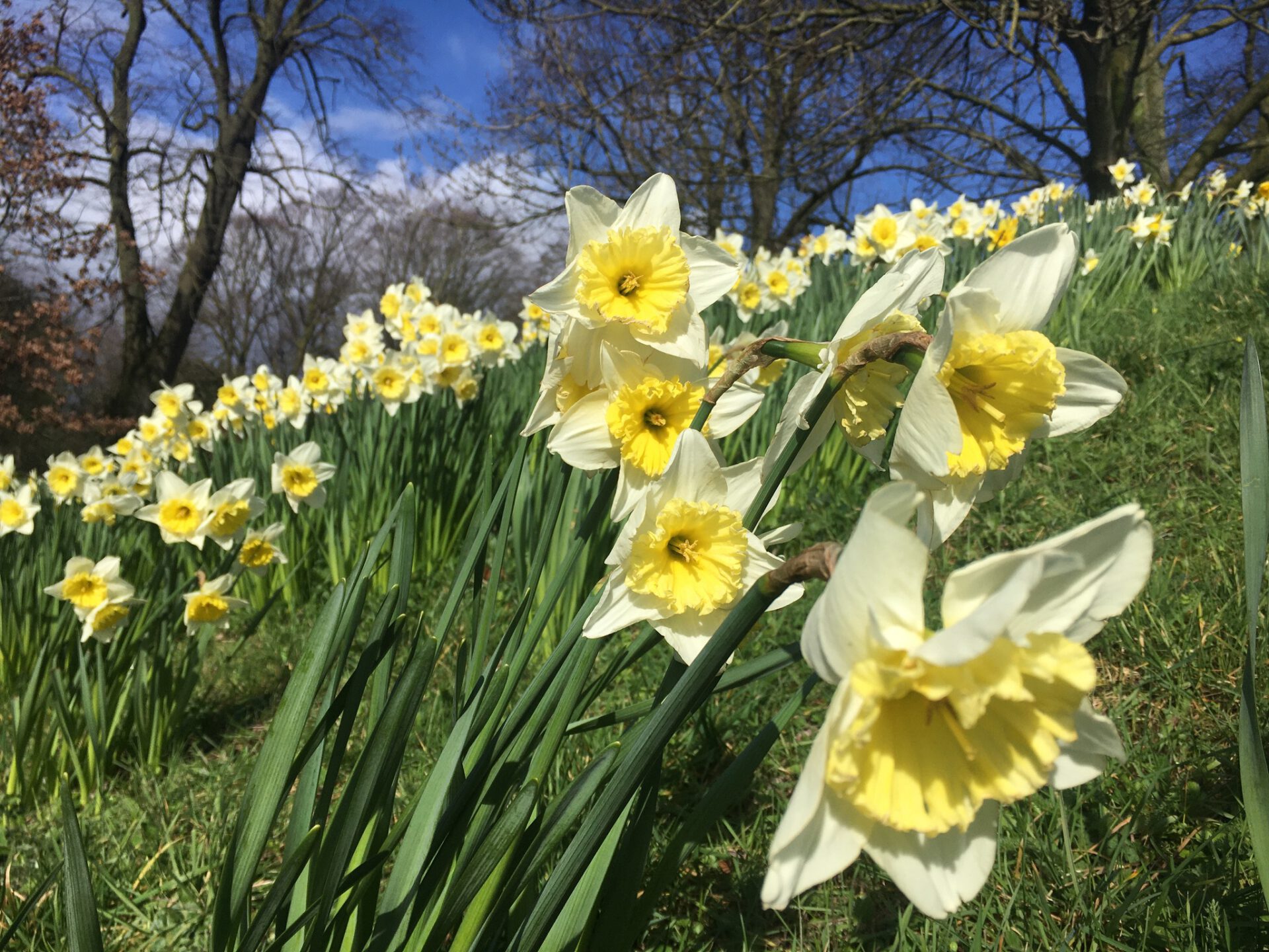 Photo of yellow daffodils with blue sky and trees background