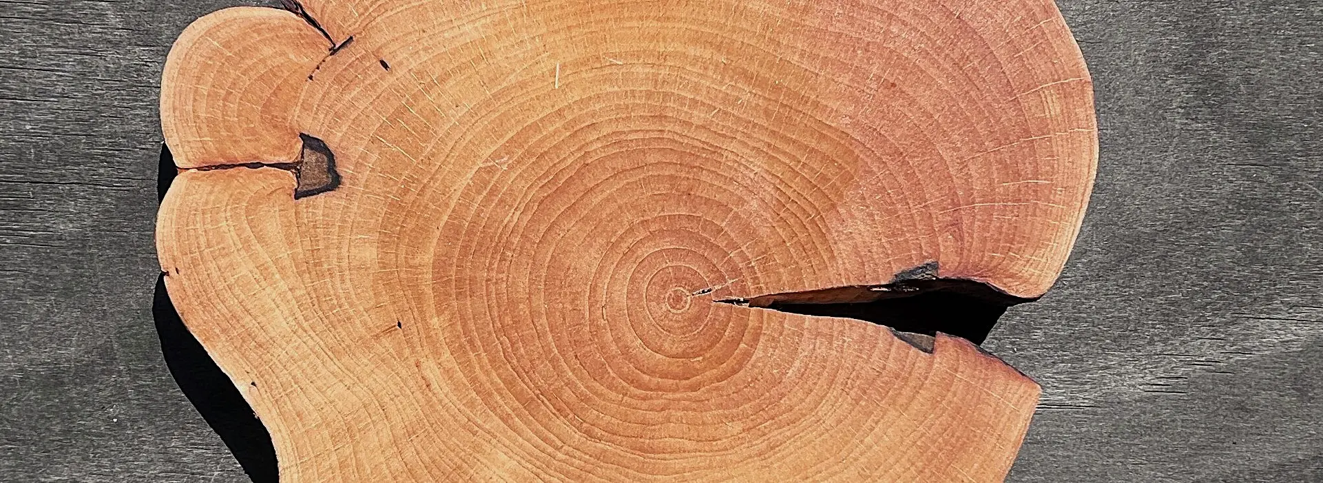 A photograph showing a cut piece of Hawthorn tree rested on a grey wood background. The tree rings are visible and there is a large crack from the edge to the centre on the right hand side.
