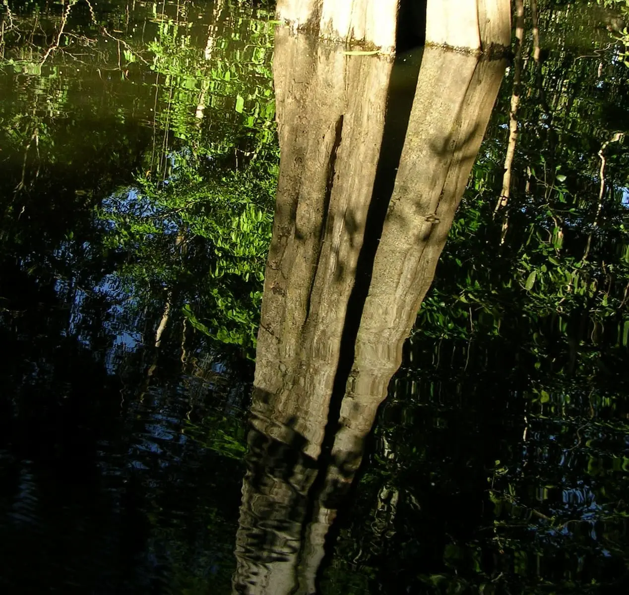 A photograph of a tree reflected in the river water in the Mamirauá region of the Amazon.