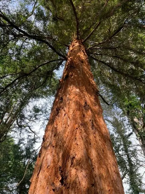 A photo of a Redwood tree, looking up the trunk to the canopy above.